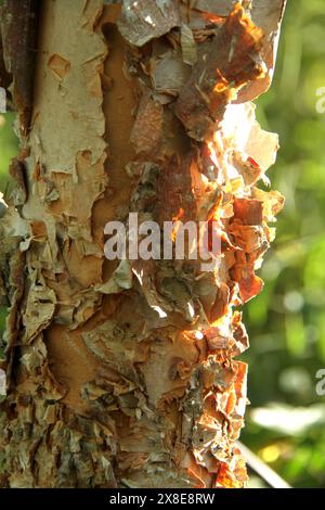 Primo piano della corteccia esterna esfoliante di una betulla di fiume Foto Stock