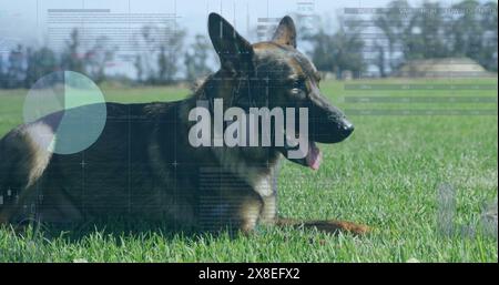 Immagine dell'elaborazione dei dati sul cane sull'erba Foto Stock