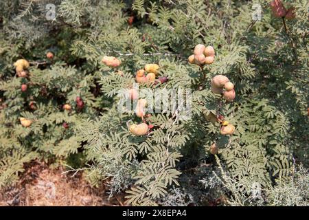 Un cespuglio verde con frutti di forma interessante. Azerbaigian. Foto Stock