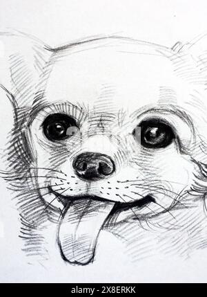 Art Drawing Sketch Out line face cute chihuahua dog Foto Stock