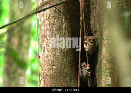 Tarsieri spettrali (Tarsius spectrumgurskyae), primati notturni, sul loro nido in piena luce del giorno, nella riserva naturale di Tangkoko, Indonesia. Foto Stock