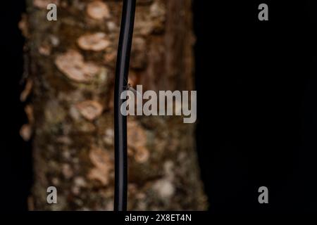 Cloeon dipterum famiglia Baetidae genere Cloeon Pond Olive Mayfly natura selvaggia insetti fotografia, foto, carta da parati Foto Stock