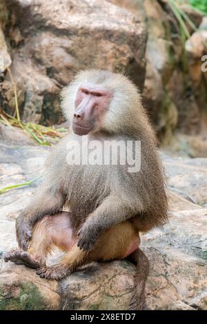 Un babbuino Hamadryas maschio (Papio hamadryas). È una specie di babbuino della famiglia delle scimmie del Vecchio mondo. Appare in vari ruoli nell'antico egizio Foto Stock