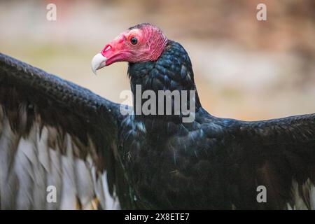 L'immagine ravvicinata dell'avvoltoio tacchino. È il più diffuso degli avvoltoi del nuovo mondo. Si tratta di un scavatore e si nutre quasi esclusivamente di carrarecce. Foto Stock