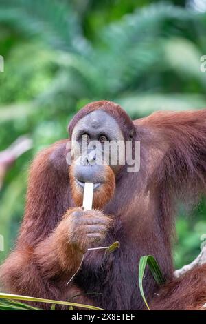 Un orangotango Borneo sta mangiando cibo. L'orangotango è una specie a rischio critico, con deforestazione, piantagioni di olio di palma Foto Stock