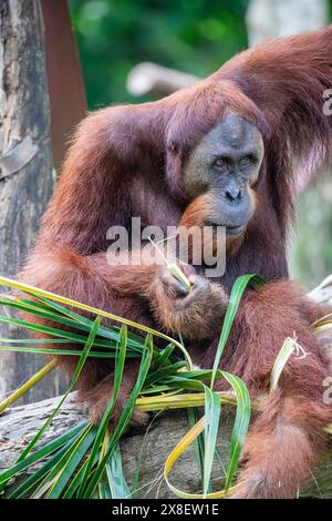 Un orangotango Borneo sta mangiando cibo. L'orangotango è una specie a rischio critico, con deforestazione, piantagioni di olio di palma Foto Stock