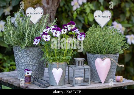 disposizione giardino con fiori viola, rosmarino e timo in vasi di zinco Foto Stock