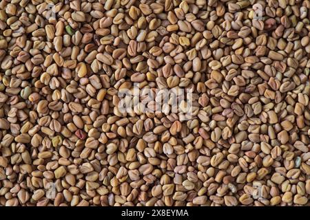 Consistenza dei semi di fieno greco essiccati, primo piano Foto Stock