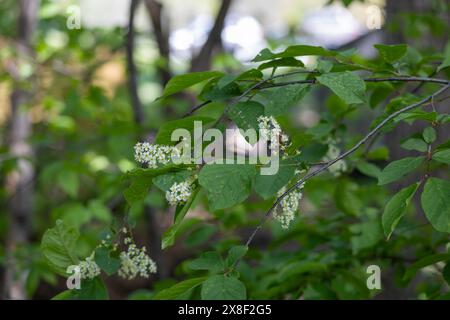 Primo piano trama sfondo di un albero di ciliegio selvatico in fiore (prunus virginiana) che cresce in un burrone del bosco Foto Stock