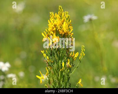 Fiore giallo dell'erba verde o della scopa del dyer, tinctoria genista Foto Stock