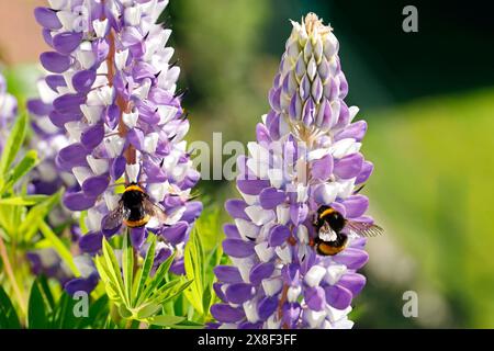 I bumblebee raccolgono polline dai fiori di lupino bianco-viola, primo piano di bumblebee impollinante Foto Stock