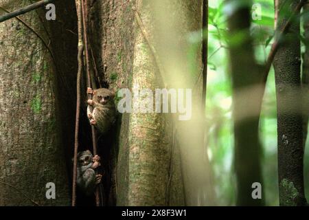 Tarsieri spettrali (Tarsius spectrumgurskyae), primati notturni, sul loro nido in piena luce del giorno, nella riserva naturale di Tangkoko, Indonesia. Foto Stock