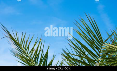 Le palme tropicali oscillano contro un cielo blu limpido, catturando l'essenza di un paradiso sereno Foto Stock