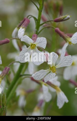 Primo piano naturale sul fiore rosa chiaro del ravanello selvatico, il charlock bianco o il fiore jolly snodato di charlock, Raphanus raphanistrum Foto Stock