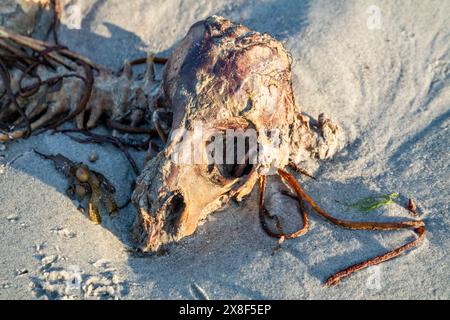 Lo scheletro di una pecora morta che giace sulla spiaggia. Foto Stock