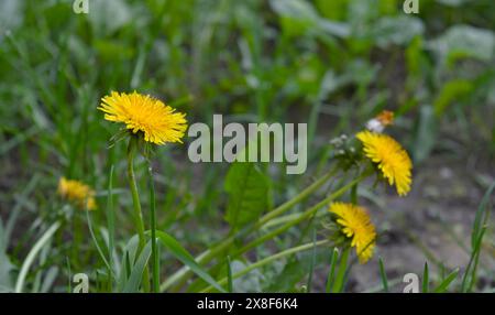 Primo piano di un gruppo di Dandelions gialli che invadono un prato, pronto a diffondere il polline e causare problemi di allergia. Foto Stock