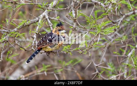 Barbet crestato (Trachyphonus vaillantii) o Barbet con il dorso nero, seduto su un ramo di un albero di acacia, Kruger National Park, Sudafrica Foto Stock