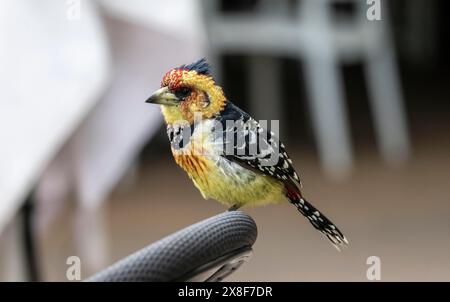 Barbet crestato (Trachyphonus vaillantii) o Barbet con il dorso nero, seduto sul retro di una sedia in un ristorante, il Parco Nazionale di Kruger, Sudafrica Foto Stock