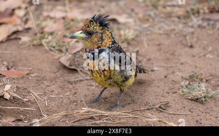 Barbet crestato (Trachyphonus vaillantii) o Barbet con il dorso nero, seduto a terra, Kruger National Park, Sudafrica Foto Stock