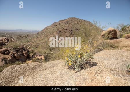 Fiori gialli comuni ma non meno belli di Encelia farinosa, brittlebush, che si illuminano sul lussureggiante deserto di Sonora al sole primaverile dell'Arizona (USA) Foto Stock
