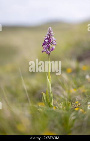 Orchis militaris, orchidea selvatica, fotografata nell'Appennino italiano ad altitudini elevate. Abruzzo, Italia. Foto Stock