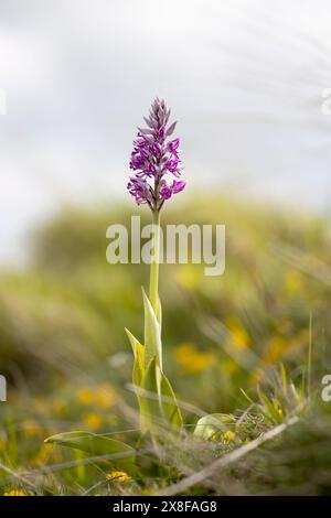 Orchis militaris, orchidea selvatica, fotografata nell'Appennino italiano ad altitudini elevate. Abruzzo, Italia. Foto Stock