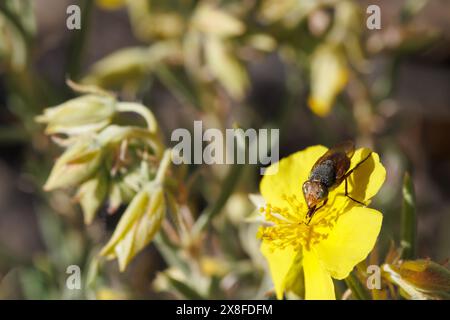 Le api di Syrphidae volano con occhi iridescenti che si nutrono del fiore di elianthemum syriacum, Sierra de Mariola, Alcoy, Spagna Foto Stock