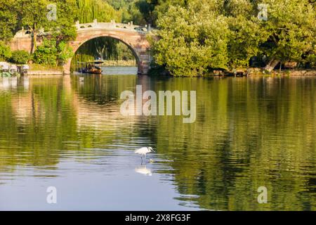 Egret bianco nel giardino di Quyuan presso il lago occidentale di Hangzhou, Cina Foto Stock