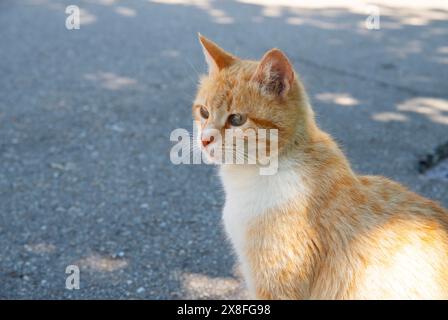 Tabby e white cat. Chiudere la vista. Foto Stock