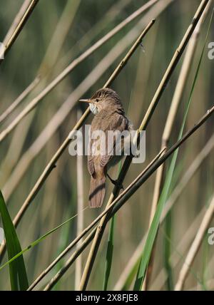 Le parula di canne locali stanno ancora raccogliendo materiale di nido, ma alcuni sono probabilmente già sulle uova. Foto Stock