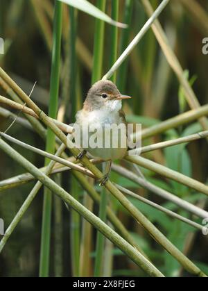 Le parula di canne locali stanno ancora raccogliendo materiale di nido, ma alcuni sono probabilmente già sulle uova. Foto Stock