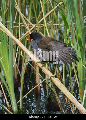 Sembra essere una stagione riproduttiva precoce per gli uccelli acquatici locali, tra cui questo moorhen adulto con sette pulcini. Foto Stock