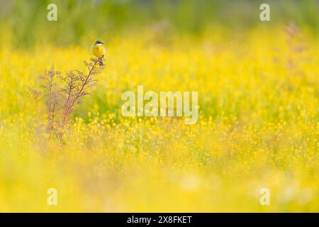 Ritratto artistico della coda di cavallo giallo occidentale nel campo della tazza (Motacilla flava) Foto Stock