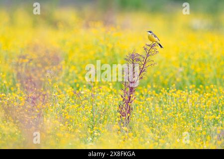 Ritratto artistico della coda di cavallo giallo occidentale nel campo della tazza (Motacilla flava) Foto Stock