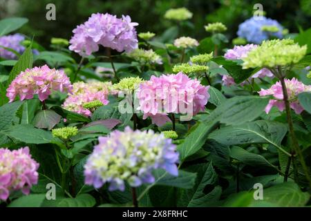 Rosa e blu Mophead Hydrangea macrophylla «Endless Summer» in fiore. Foto Stock