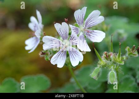 Geranio renardii resistente venato bianco e viola o geranio renard in fiore. Foto Stock