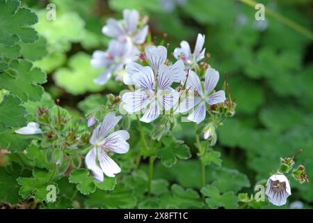 Geranio renardii resistente venato bianco e viola o geranio renard in fiore. Foto Stock