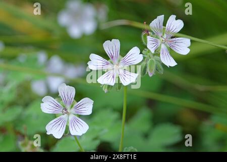Geranio renardii resistente venato bianco e viola o geranio renard in fiore. Foto Stock