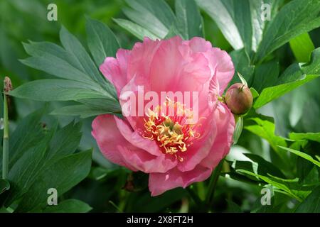 Peonia rosa, peoncini «Julia Rose» in fiore. Foto Stock