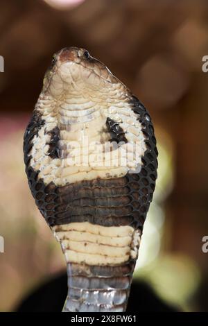 Thailandia Chiang Mai, un grande re Cobra (Naja naja), molto velenose snake Foto Stock