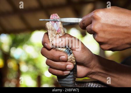 Thailandia Chiang Mai, un re Cobra (Naja naja), molto velenose snake, è costretto a oen la sua bocca per mostrare i denti velenosi Foto Stock