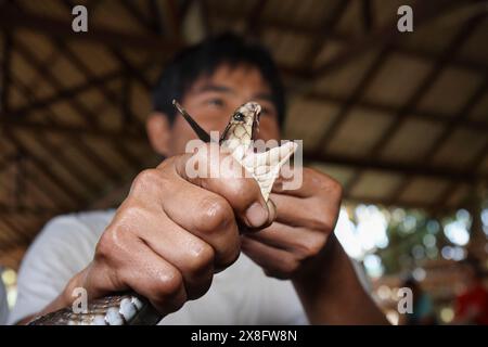 Thailandia Chiang Mai, un re Cobra (Naja naja), molto velenose snake, è costretto a oen la sua bocca per mostrare i denti velenosi Foto Stock