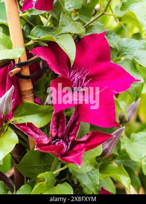 Fiori rossi estivi dell'arrampicatore compatto e resistente, Clematis "Nubia" Foto Stock