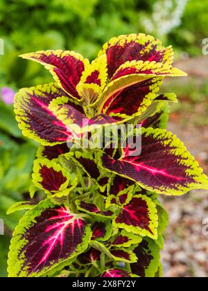 Fogliame dai colori vivaci della tenera biancheria da letto esotica perenne estiva o della pianta a effetto serra, Coleus "Alligator Alley" Foto Stock