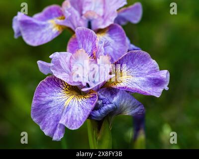 Fiore di tarda primavera blu lavanda dell'iride siberiano perenne, Iris sibirica "Careless Sally" Foto Stock