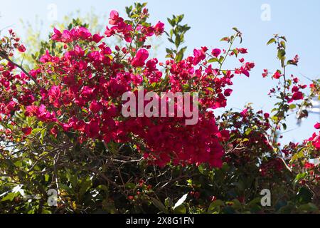 Fiori di Bougainvillaea glabra, Atene, Grecia, Europa. Foto Stock