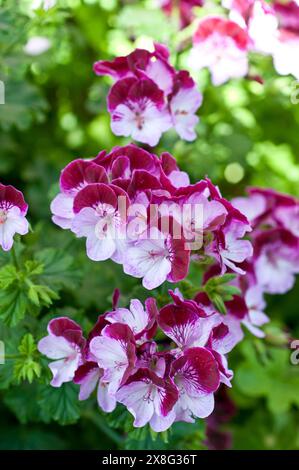 Pelargonium "Tip Top Duet" Foto Stock