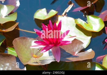 Ninfea Nymphaea 'Perry's Stella Rossa" Foto Stock