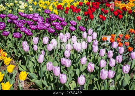 Diversi tipi di tulipani con Tulipa "Candy Prince' in primo piano (luce viola) Foto Stock