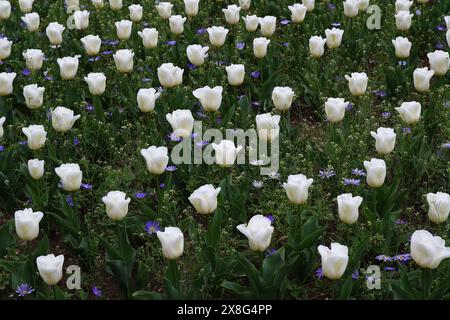 Allineamento dei tulipani bianchi nell'Orto Botanico di Villa Taranto (Verbania, Piemonte, Italia) Foto Stock